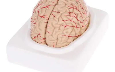 ¿Qué efectos tiene la ansiedad en el cerebro?