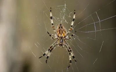 Entomofobia, el miedo a los insectos